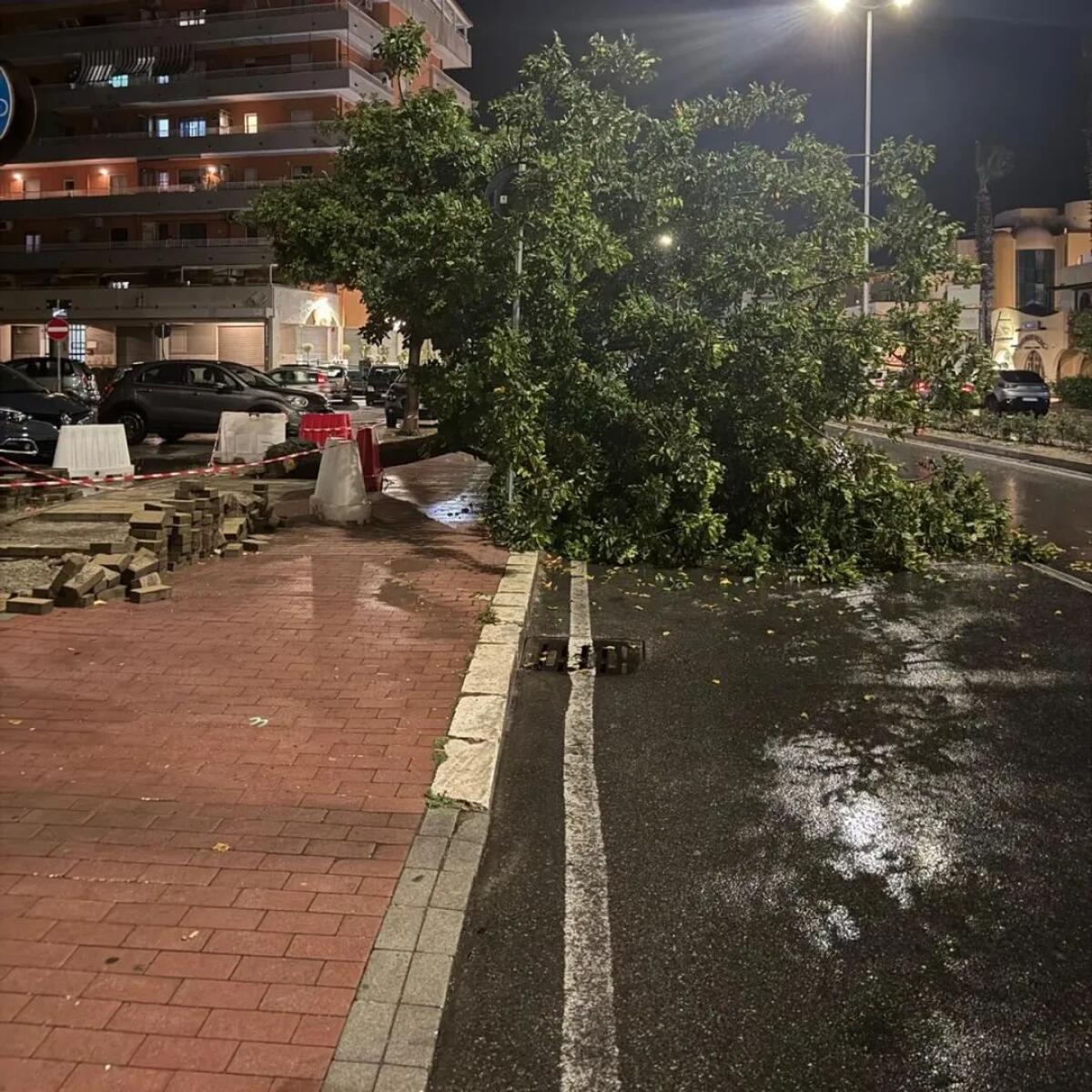 Crotone, maltempo: albero cade in via Gallucci nei pressi della scuola Montessori - 