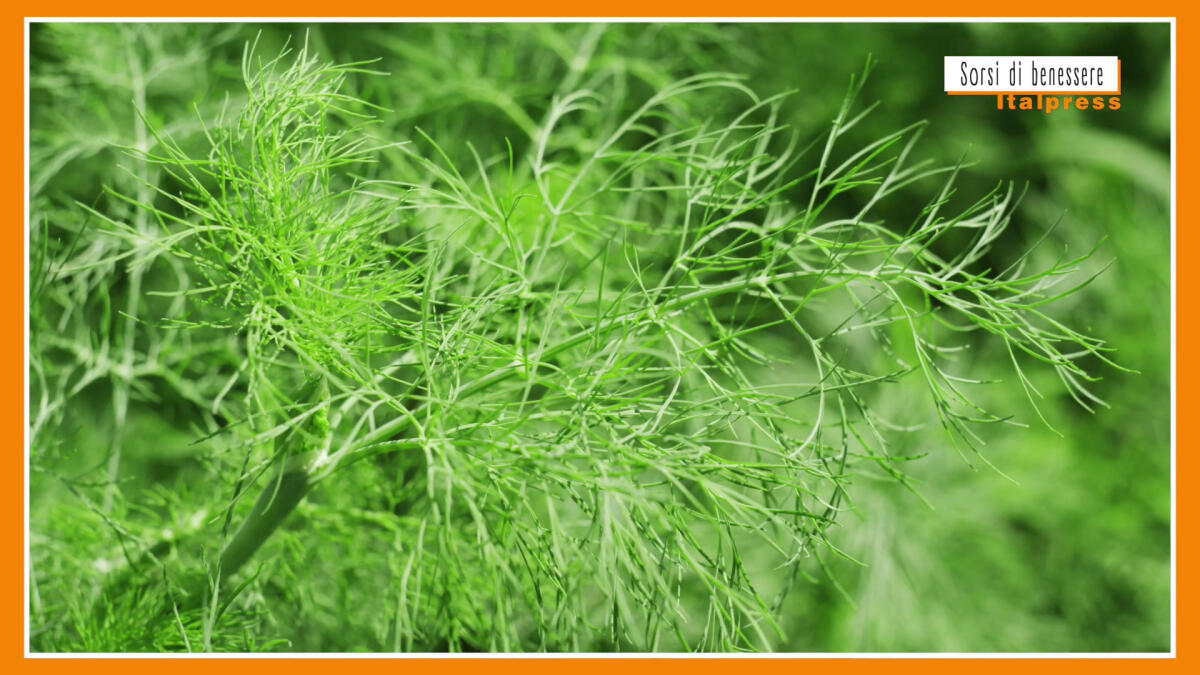 Sorsi di Benessere - Un pesto gustoso e leggero -
