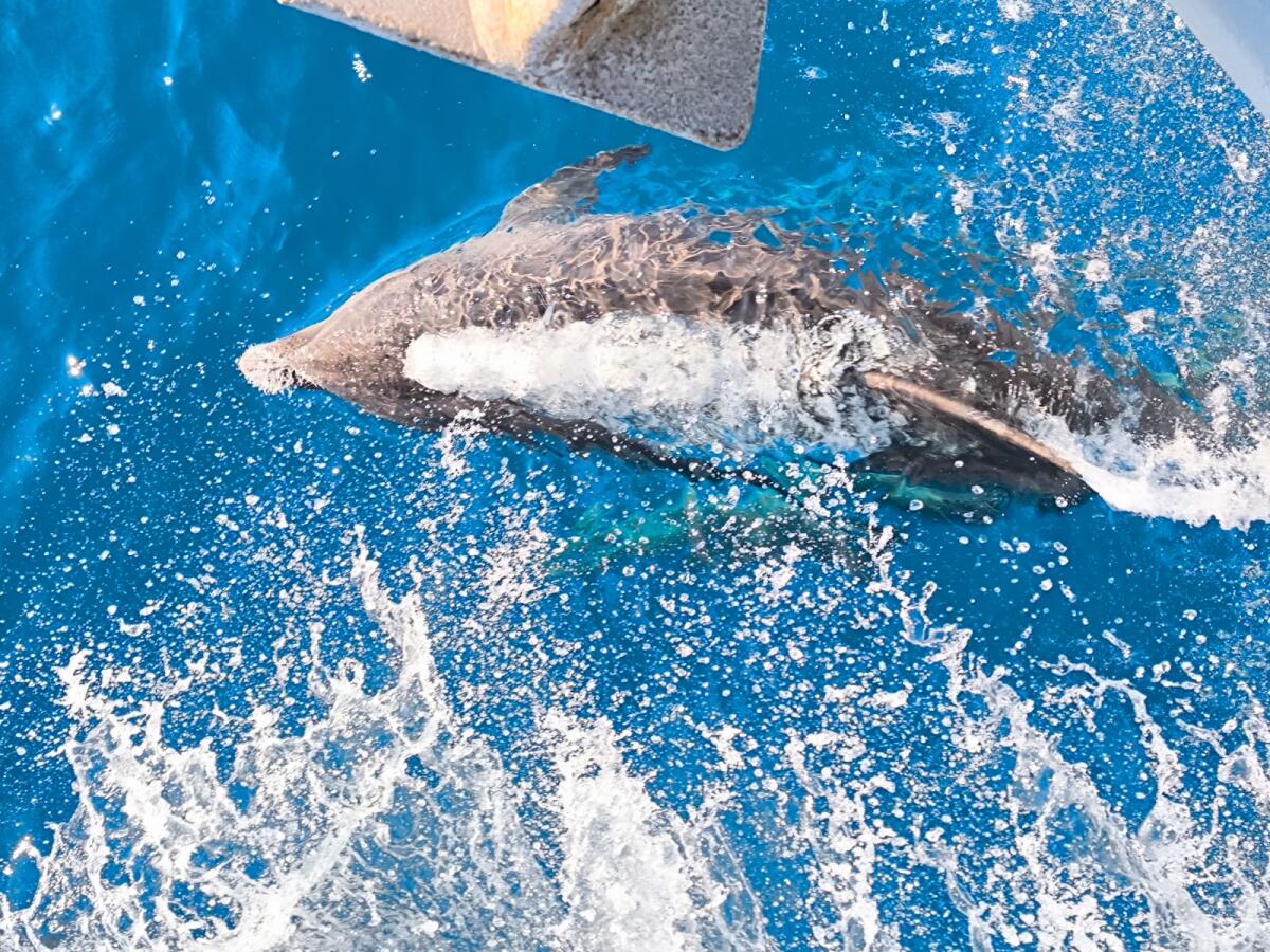 (VIDEO) Un branco di speranza: giovani delfini avvistati al Largo di Crotone - 