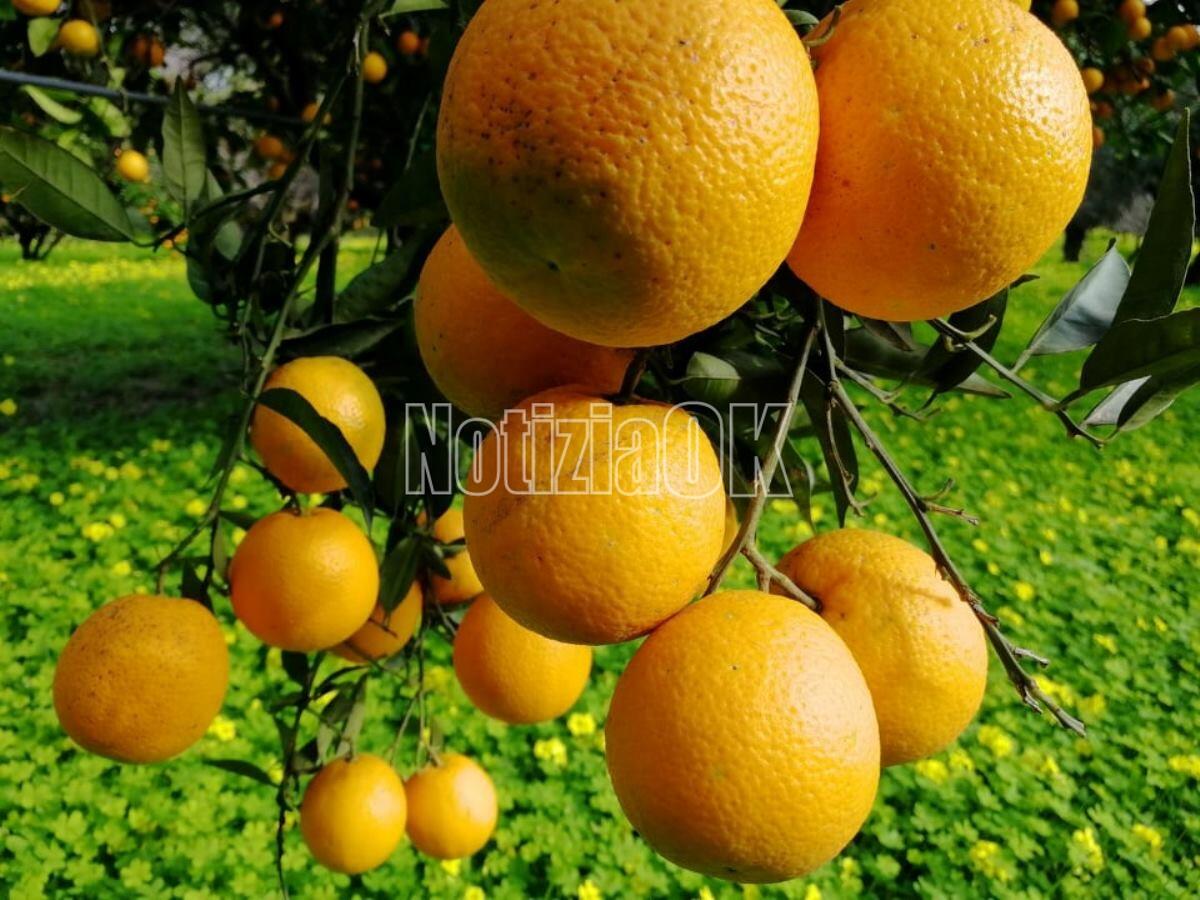 Lifestyle - Vitamina C, il segreto per un corpo in salute - 