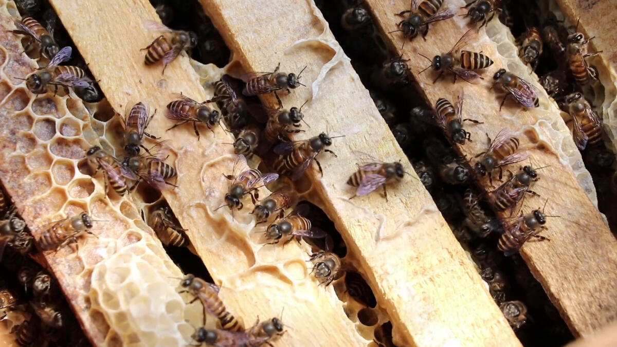 Appello di Greenpeace per salvare le api dai pesticidi - 