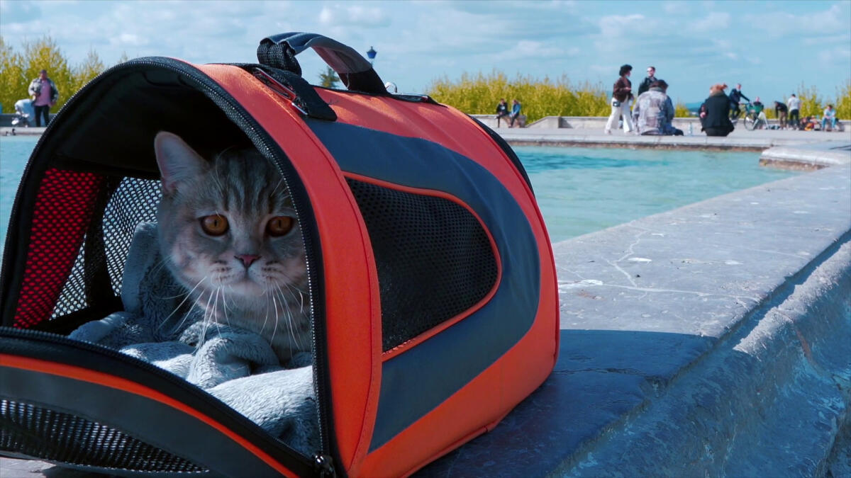 Viaggi in aereo, diventa più facile portare gli animali in cabina -