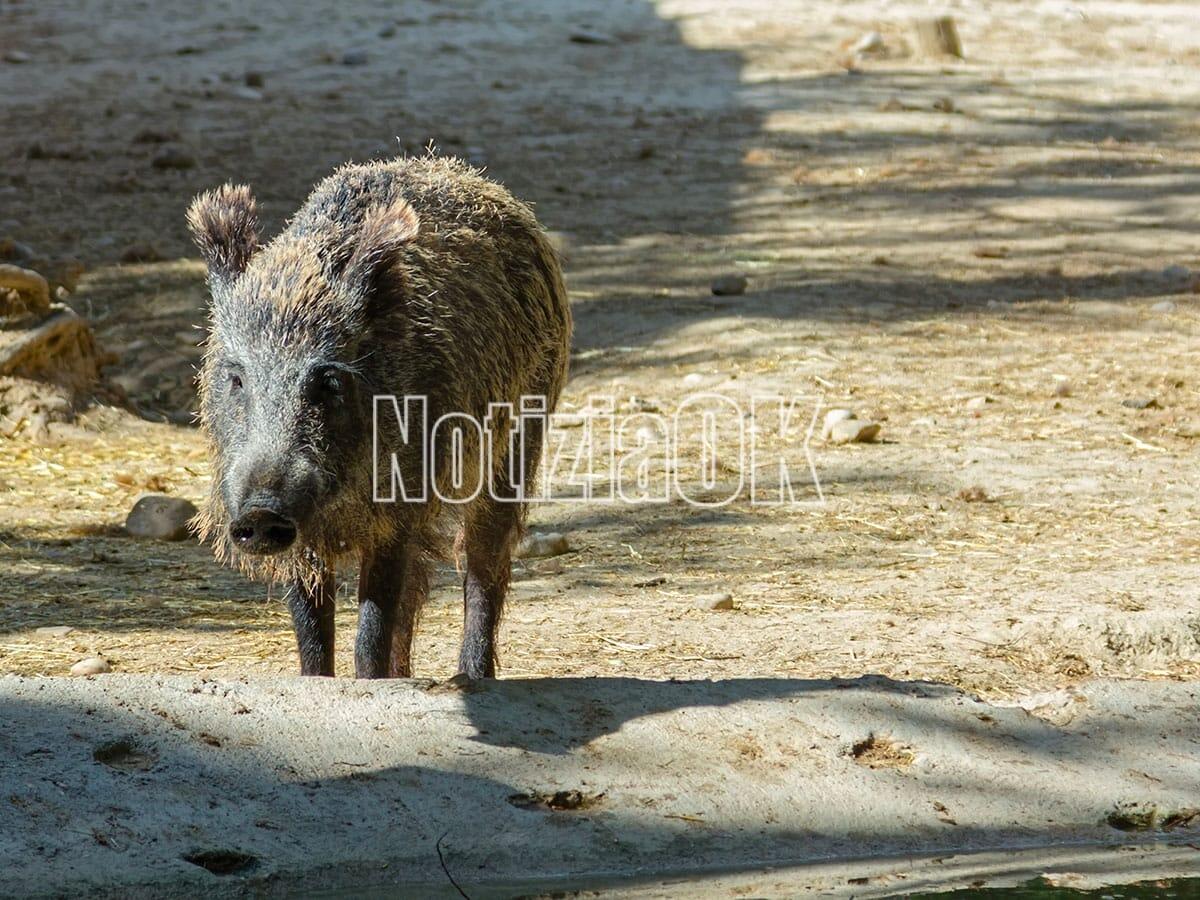 Caccuri - Un cinghiale invade la strada, Barbatano (Libera Caccia) chiede «una soluzione definitiva» - 