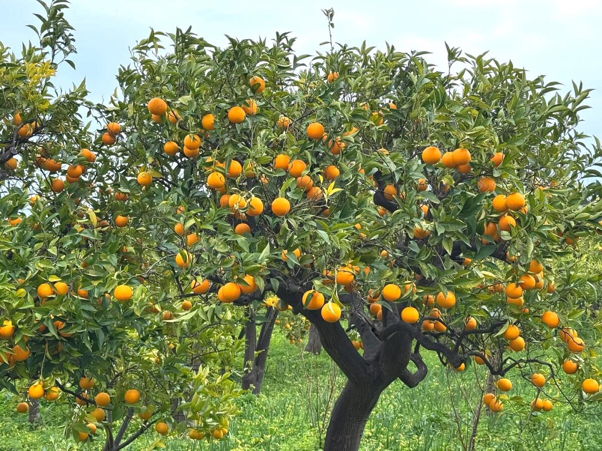 Low Food Calabria: nasce un nuovo presidio con l'arancia bionda tardiva - 