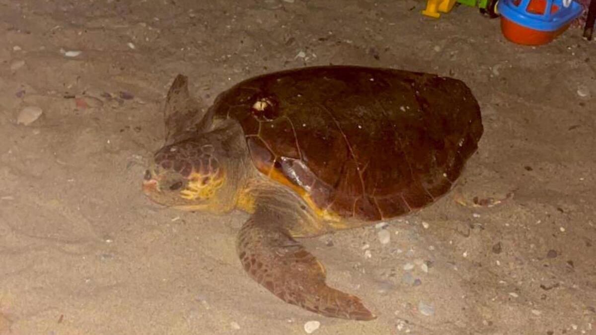 Belvedere Marittimo sigla il protocollo "Comune amico delle tartarughe marine" -
