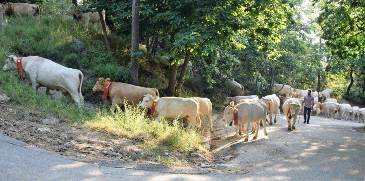 Umbriatico, l’8 maggio appuntamento per il rilancio dell’allevamento di territorio e della sua filiera produttiva - 