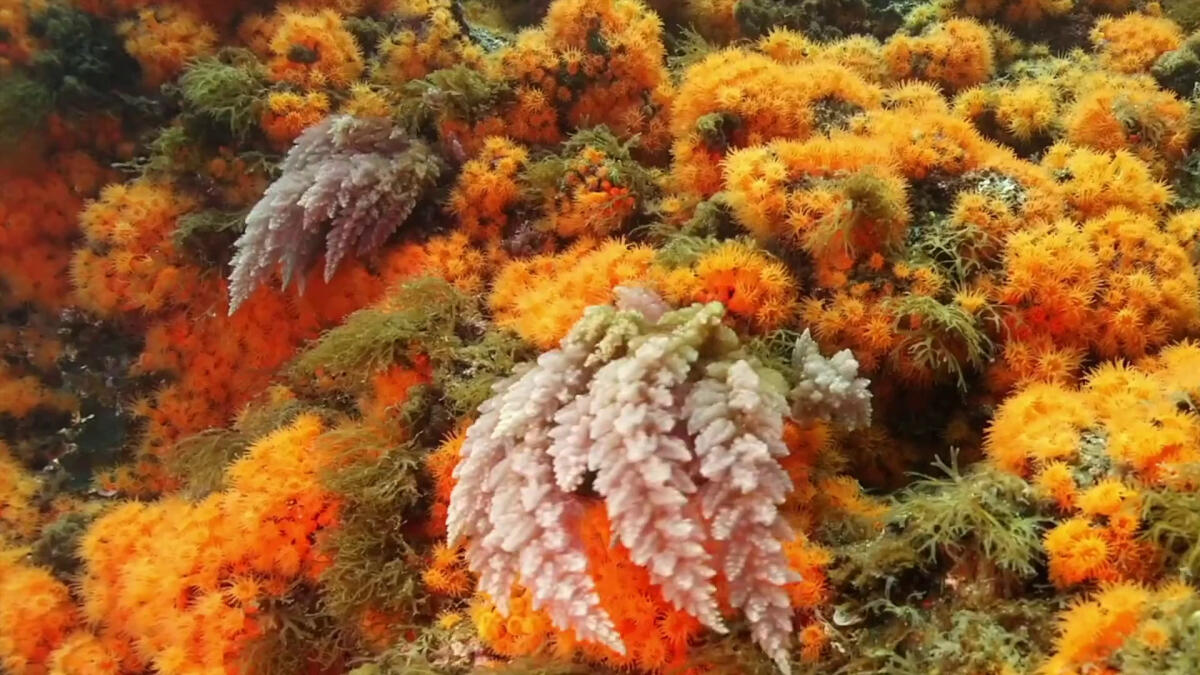 Operazione "GhostNets", rimosse 3 tonnellate di reti fantasma - 