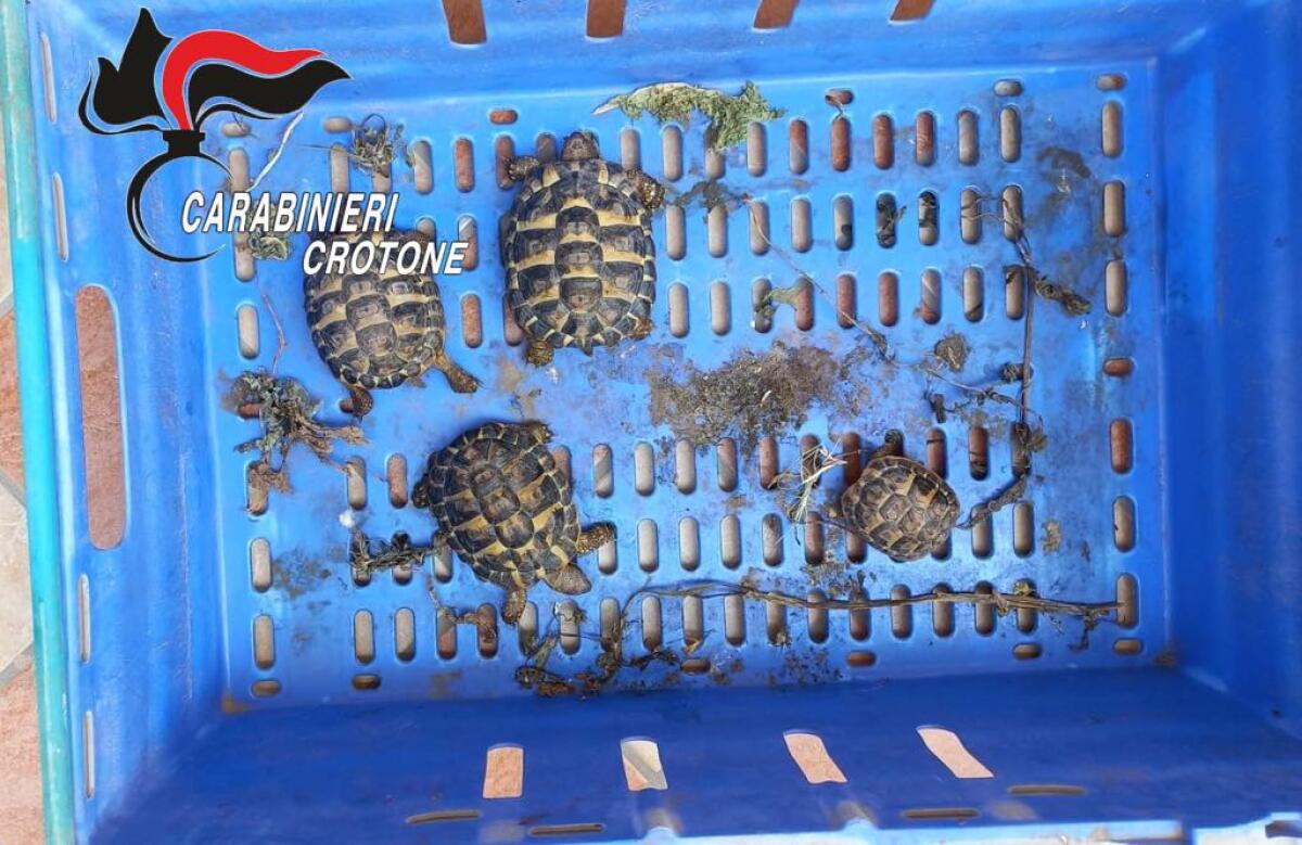 Operazione dei Carabinieri nel crotonese: sequestrate tartarughe protette e un reperto archeologico - 