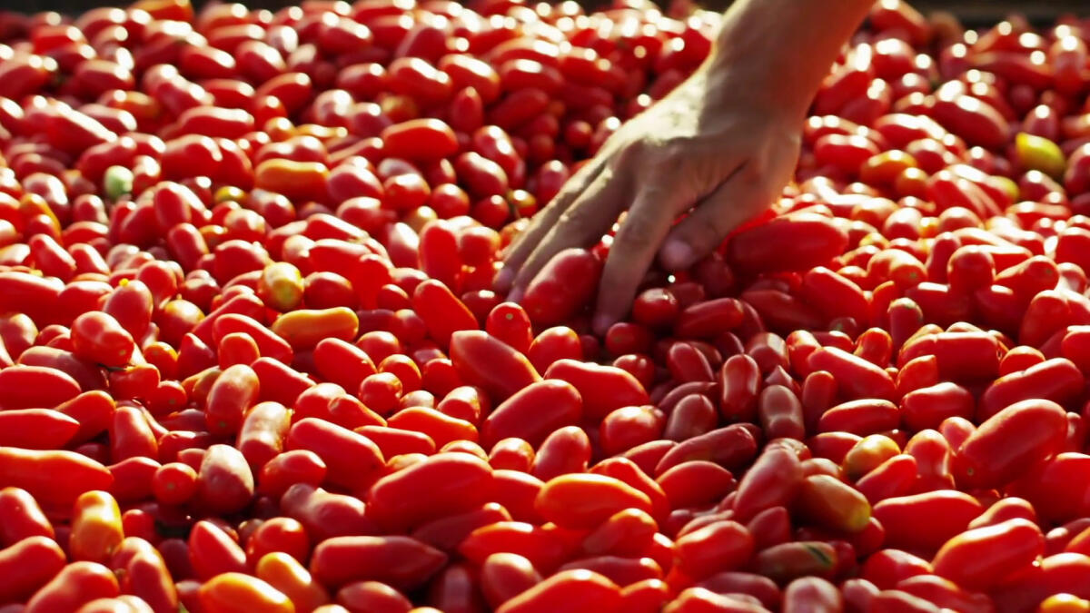 Cresce l'export delle conserve di pomodoro - 