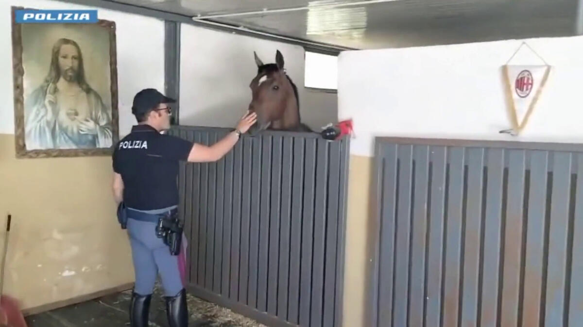 Cavallo in spazi non idonei, a Catania sanzionato gestore stalla - 