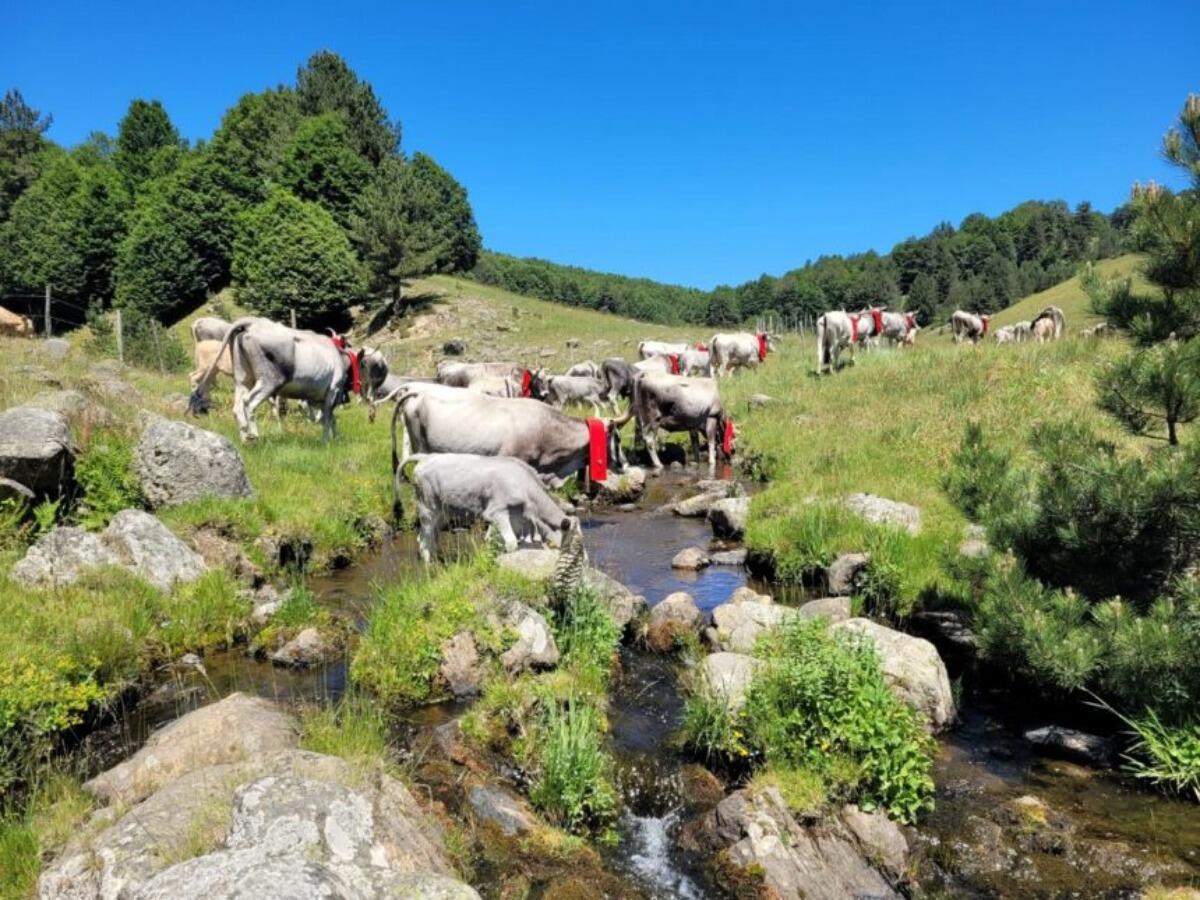 "Transumando 2025": viaggio tra storia, natura e tradizione - 