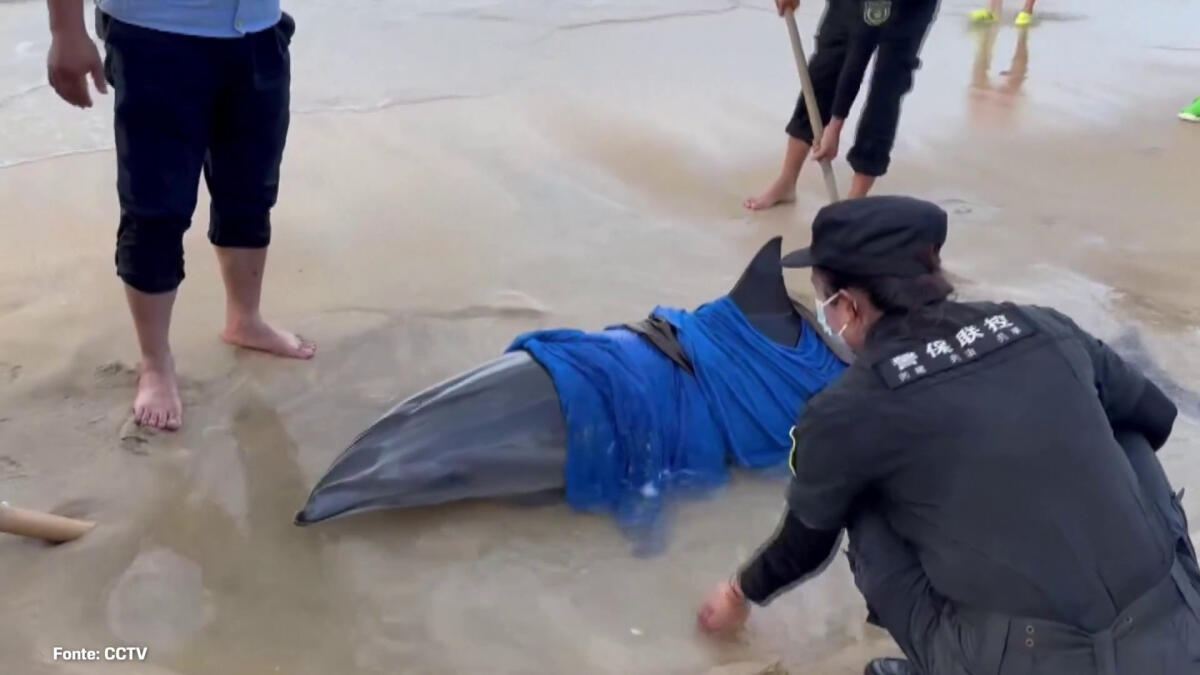 Un delfino spiaggiato salvato nella Cina meridionale -
