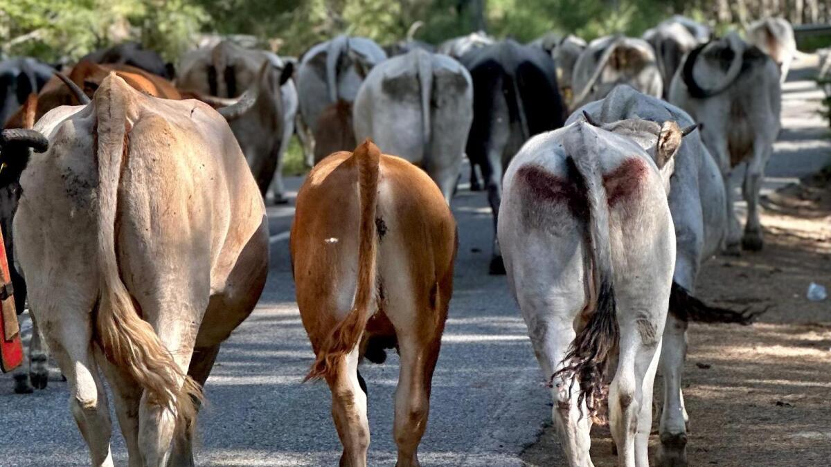 Successo la seconda tappa di Transumando, valorizzando il patrimonio pastorale della Sila - 