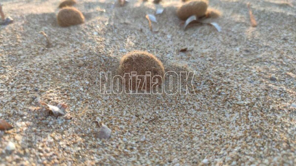 Al via il Campo Estivo CRI 2025: un’estate di gioco, amicizia e solidarietà per i più piccoli - 