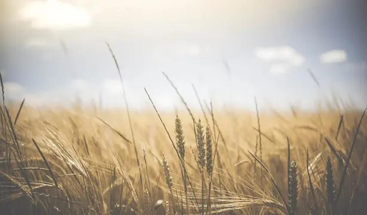 Calabria e il ruolo strategico del settore agroalimentare. Insistere sulla trattativa: il cibo è il primo motore di crescita  - 
