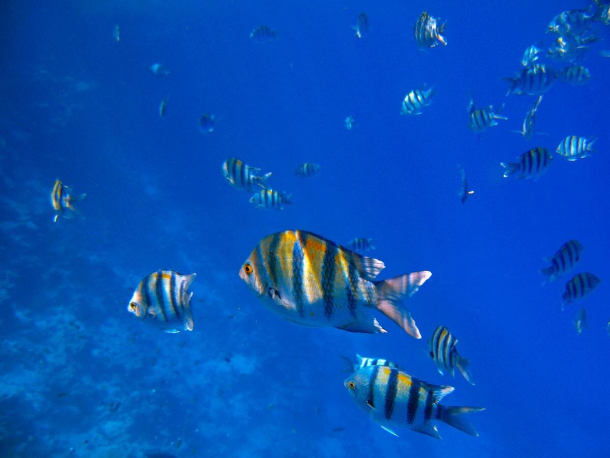 Capo Vaticano, laboratorio naturale per il futuro del mare: monitoraggio e tutela di Coralligeno e Posidonia - 