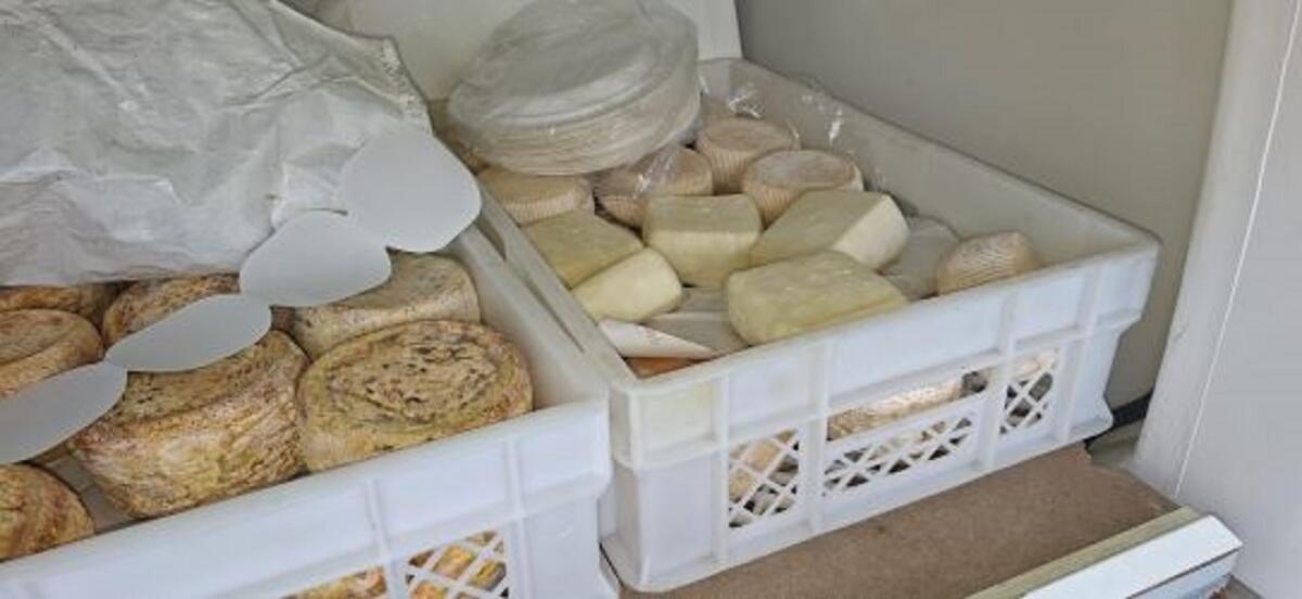 Maxi sequestro: 55 kg di formaggi irregolari intercettati sulla SS 106 - 