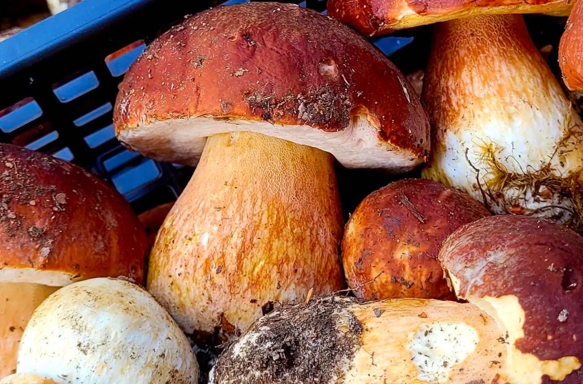Un morso al sapore.... dei funghi porcini estivi della Sila - 