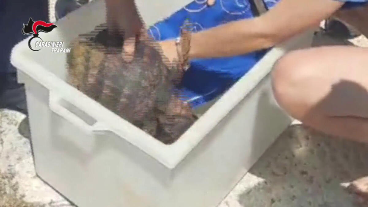 I Carabinieri salvano 4 tartarughe Caretta Caretta a Favignana - 