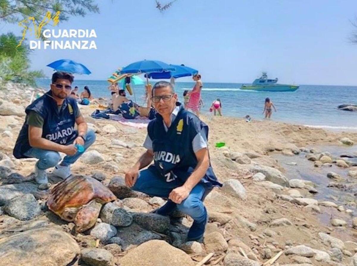 Soccorsa una tartaruga spiaggiata: esemplare affidato al Centro di Recupero degli Animali Marini - 