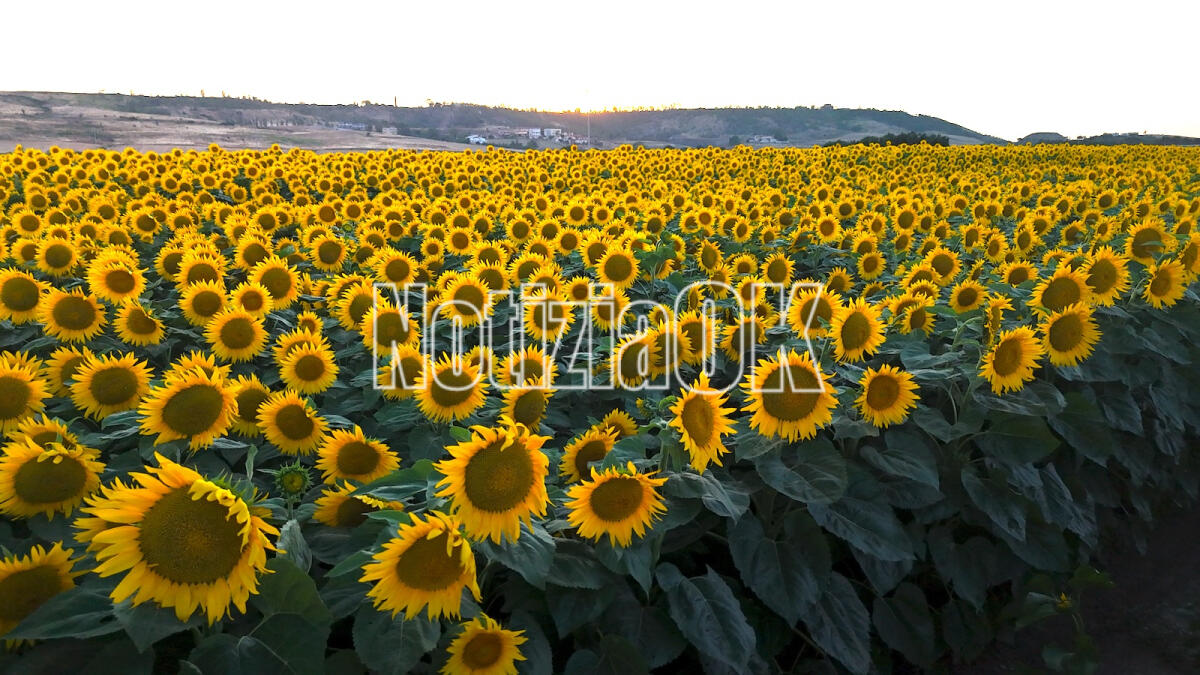 Un mare di Girasoli a Capo Colonna: la natura e la bellezza invitano a fermarsi - 