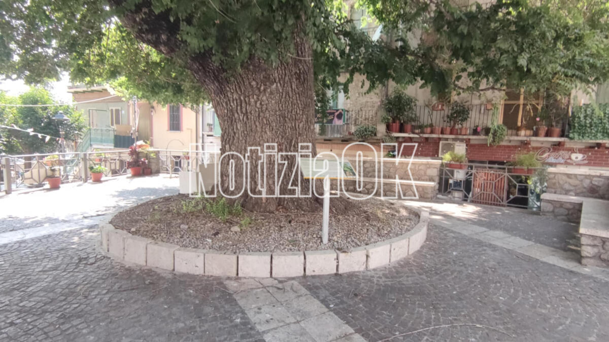 Roccabernarda celebra il suo "Gigante Verde": l'Olmo monumentale che racconta la storia del territorio - 