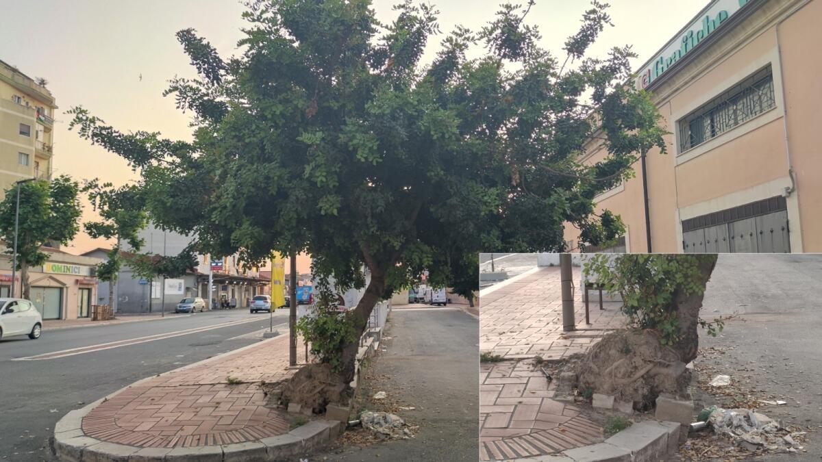 Nei Quartieri di Crotone - Albero in bilico in via Mario Nicoletta, se cade qualcuno si può fare del male - 