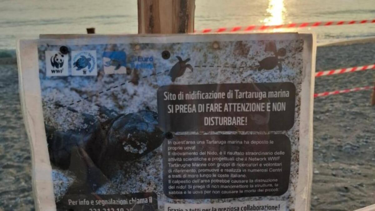 Paola, la tartaruga Caretta Caretta sceglie la città per nidificare - 