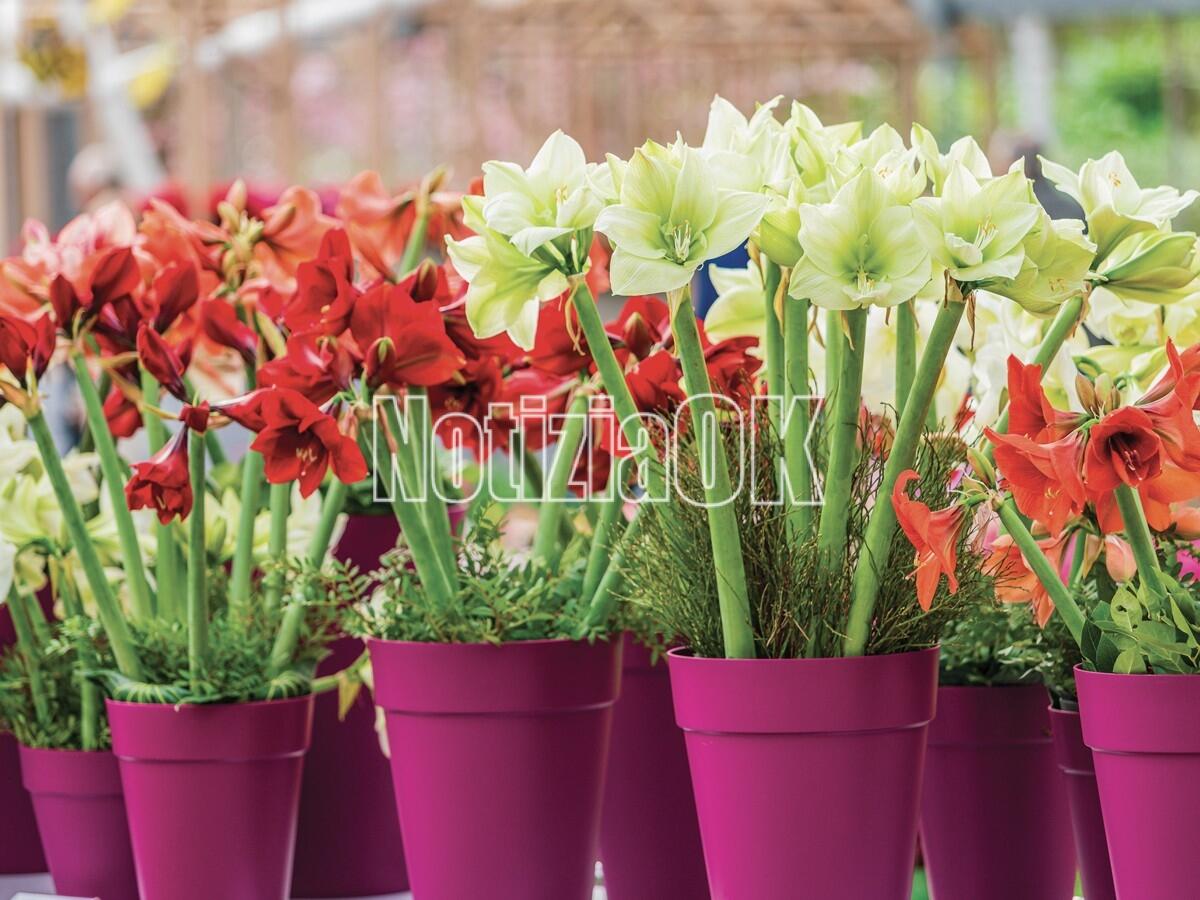 San Fili si riempie di colori con la IV edizione del concorso “San Fili in Fiore – Balconi e Negozi Fioriti” - 