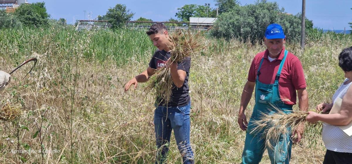In Calabria la terra ritorna protagonista: la Festa del Grano tra innovazione e identità - 