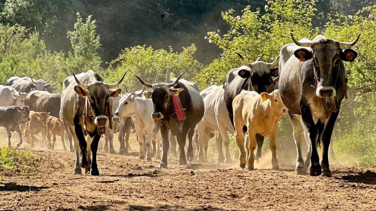 Transumando 2025: successo alla Fossiata tra natura, pastori e tradizioni -