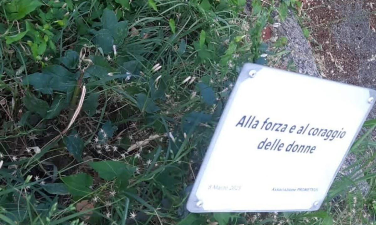 Mendicino, tagliato albero della mimosa. Prometeus: “Atto vile” -