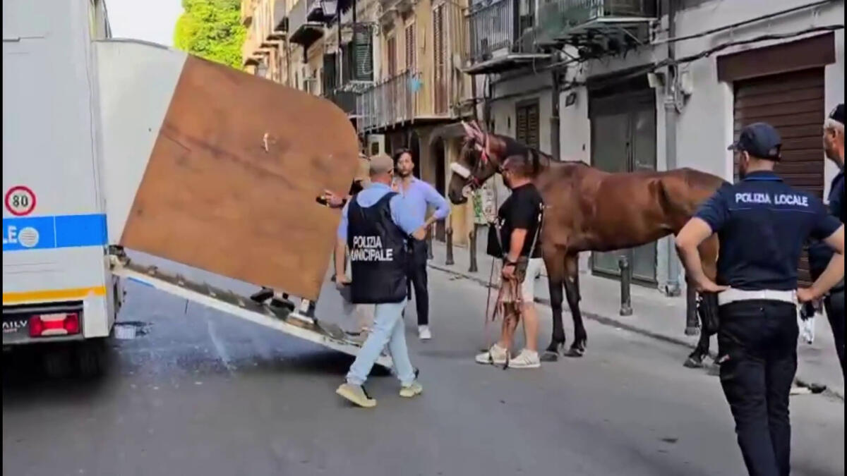 A Palermo cavallo stramazza a terra, multati conducente e proprietario - 