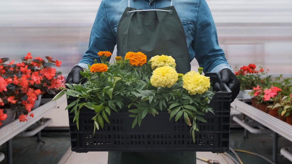 Il mercato UK riapre alle piante ornamentali italiane - 
