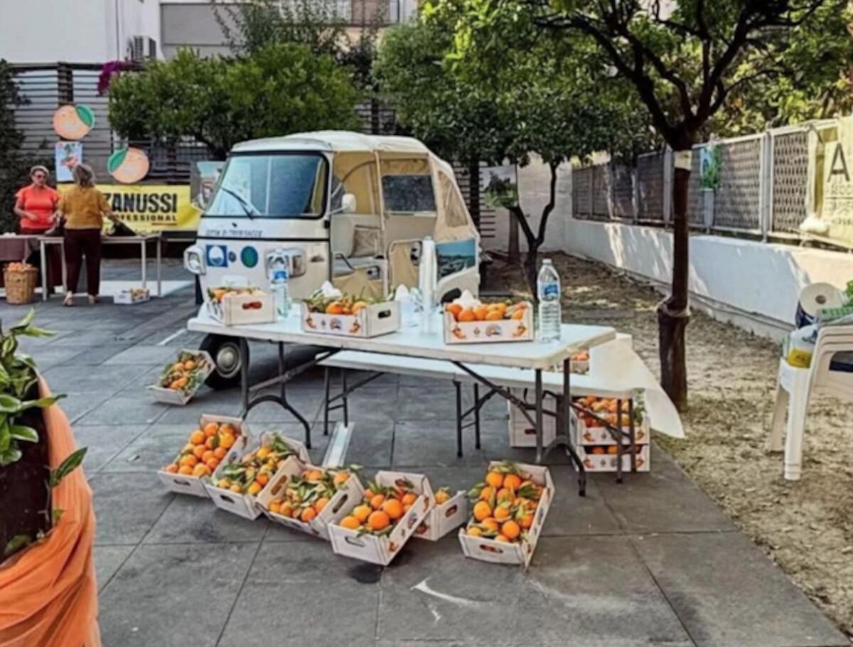 Trebisacce, Grande successo per la XIII edizione della Festa delle Vigne e del Biondo Tardivo - 