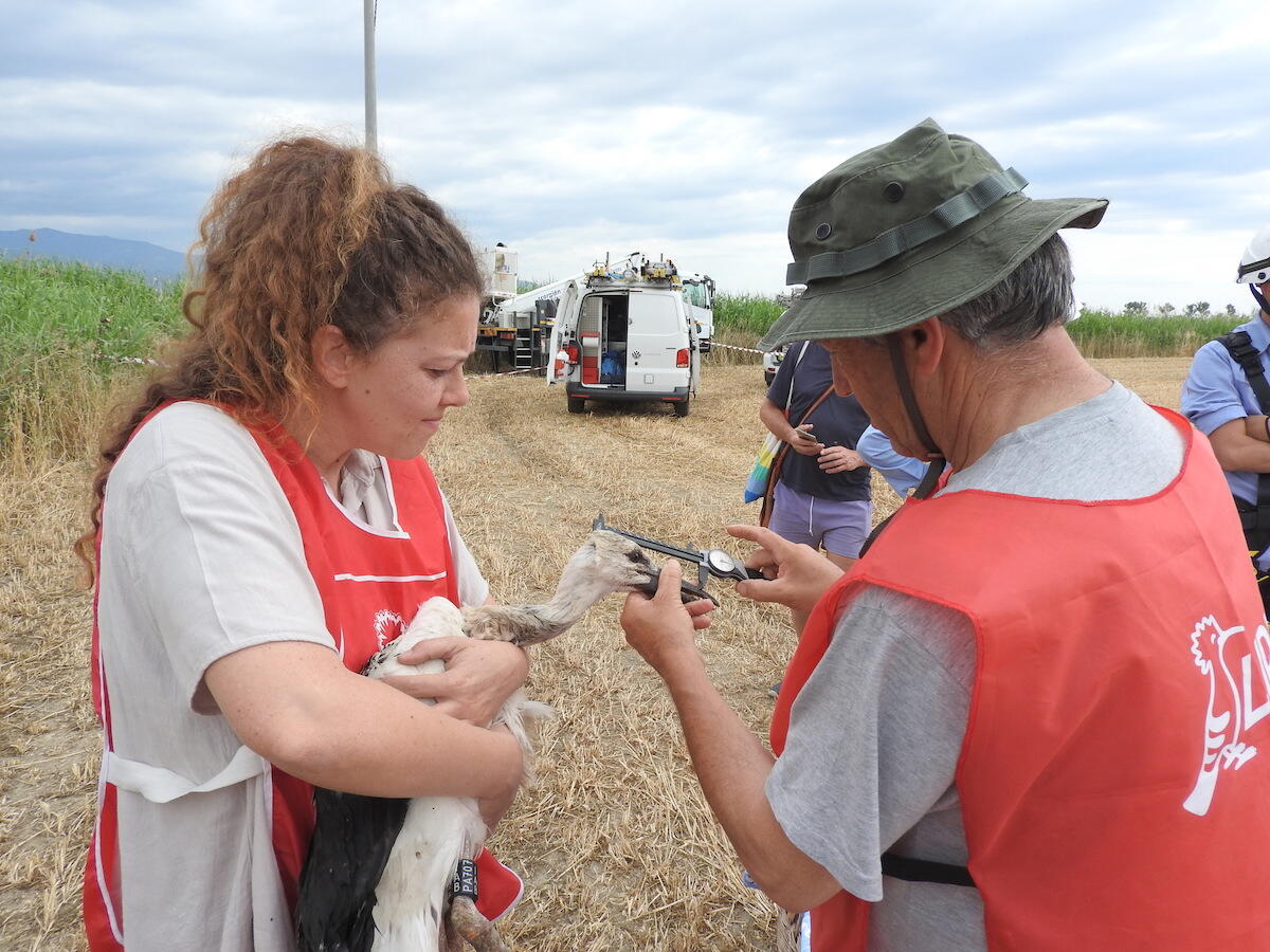 Calabria - Sessant’anni di Lipu, 16 cicogne bianche portano i nomi dei pionieri della protezione della natura - 