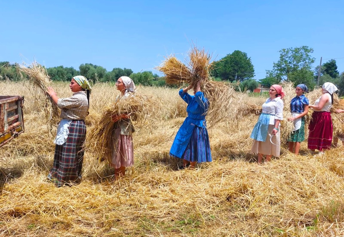 Grano "Secria": Un'eccellenza calabrese protagonista alla V Festa della Mietitura a Pellegrina - 