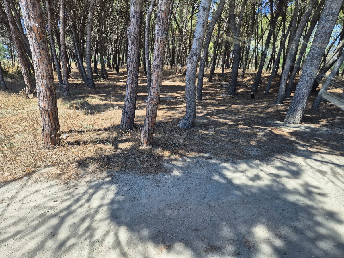 Pulizia della Pineta di Botricello: Il Comune Impegnato nella tutela dell'ambiente - 