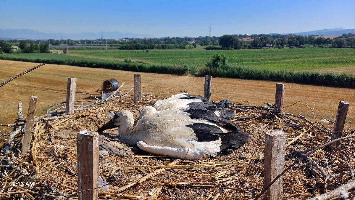 Valle del Crati: a Luzzi volano Antonio e Kayros, ultime cicogne inanellate in Calabria -