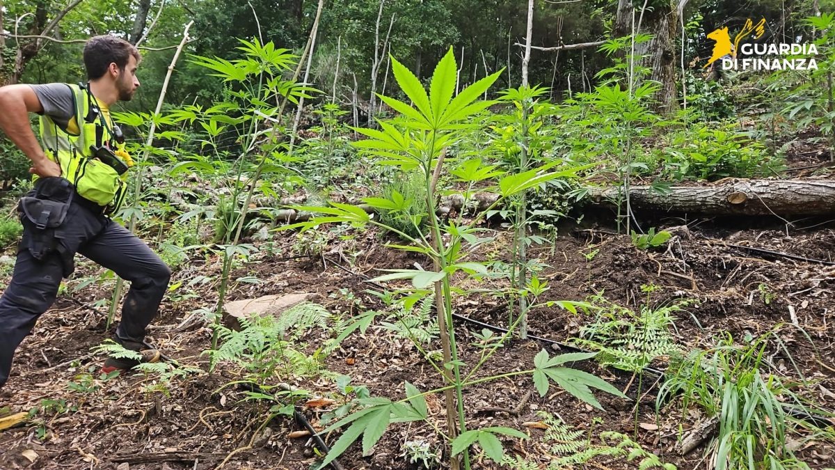 Maxi sequestro di piantagioni di Cannabis in Calabria: danno di oltre 1 Milione di euro al traffico di droga - 