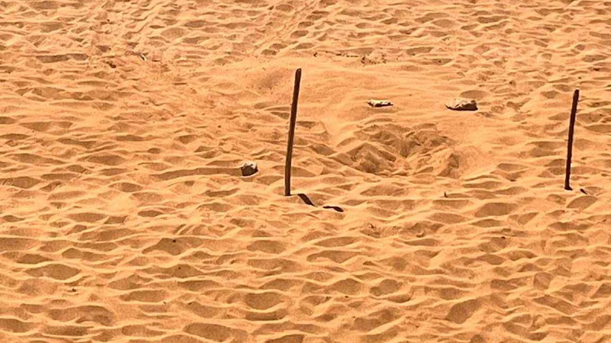 Costa ionica: due nuovi nidi di Caretta caretta grazie ai volontari del WWF - 