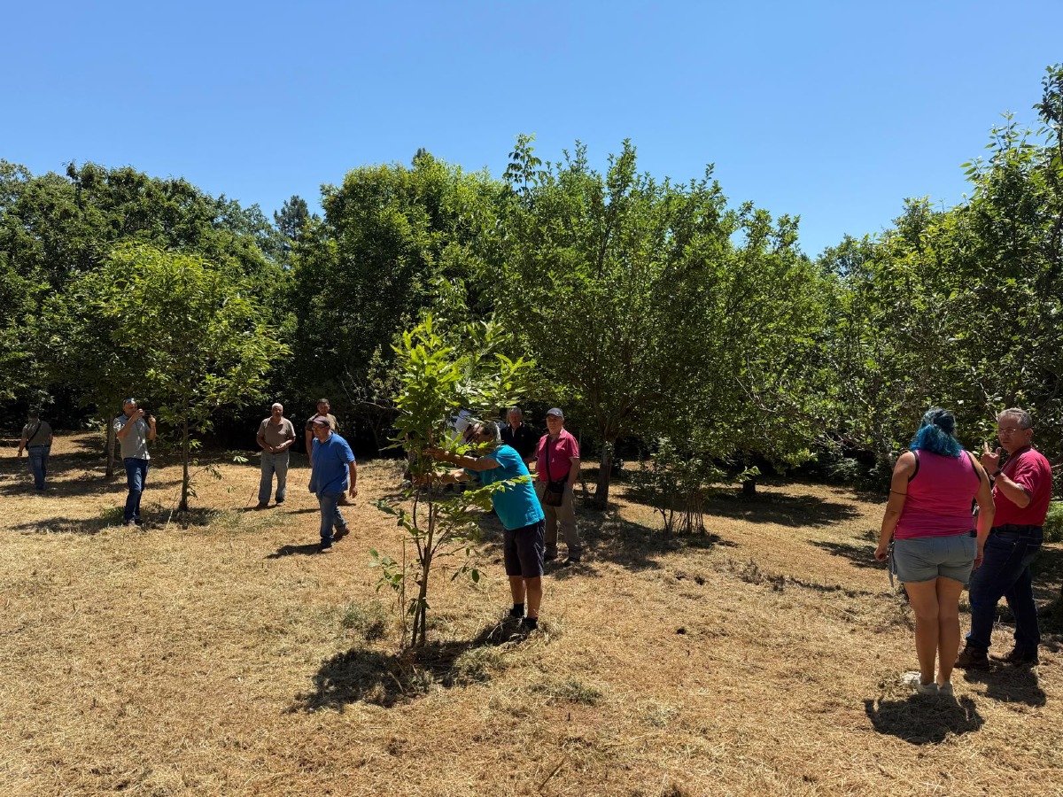 Chiaravalle, dal Gal “Serre Calabresi”: promuovere la castanicoltura mediante la formazione e l’associazionismo - 
