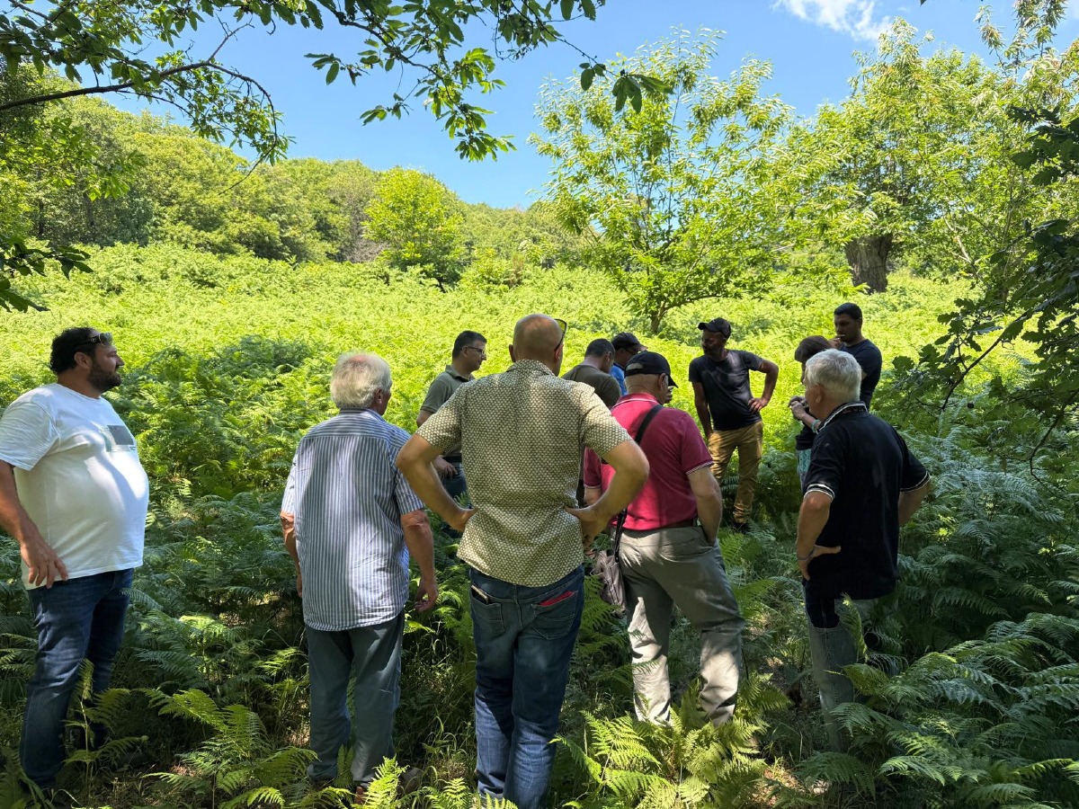 Promuovere la castanicoltura calabrese: formazione, associazionismo e valorizzazione territoriale - 