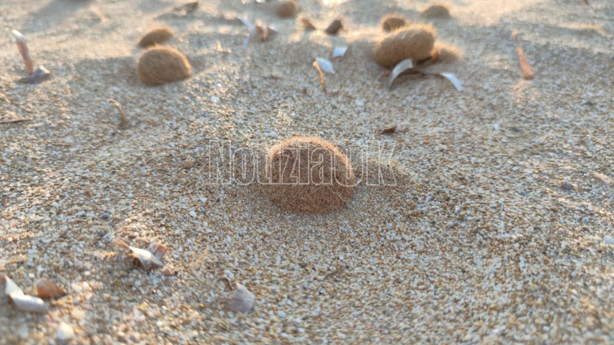 Torna la seconda edizione dei Tornei Estivi “Beach” a Marcellinara - 