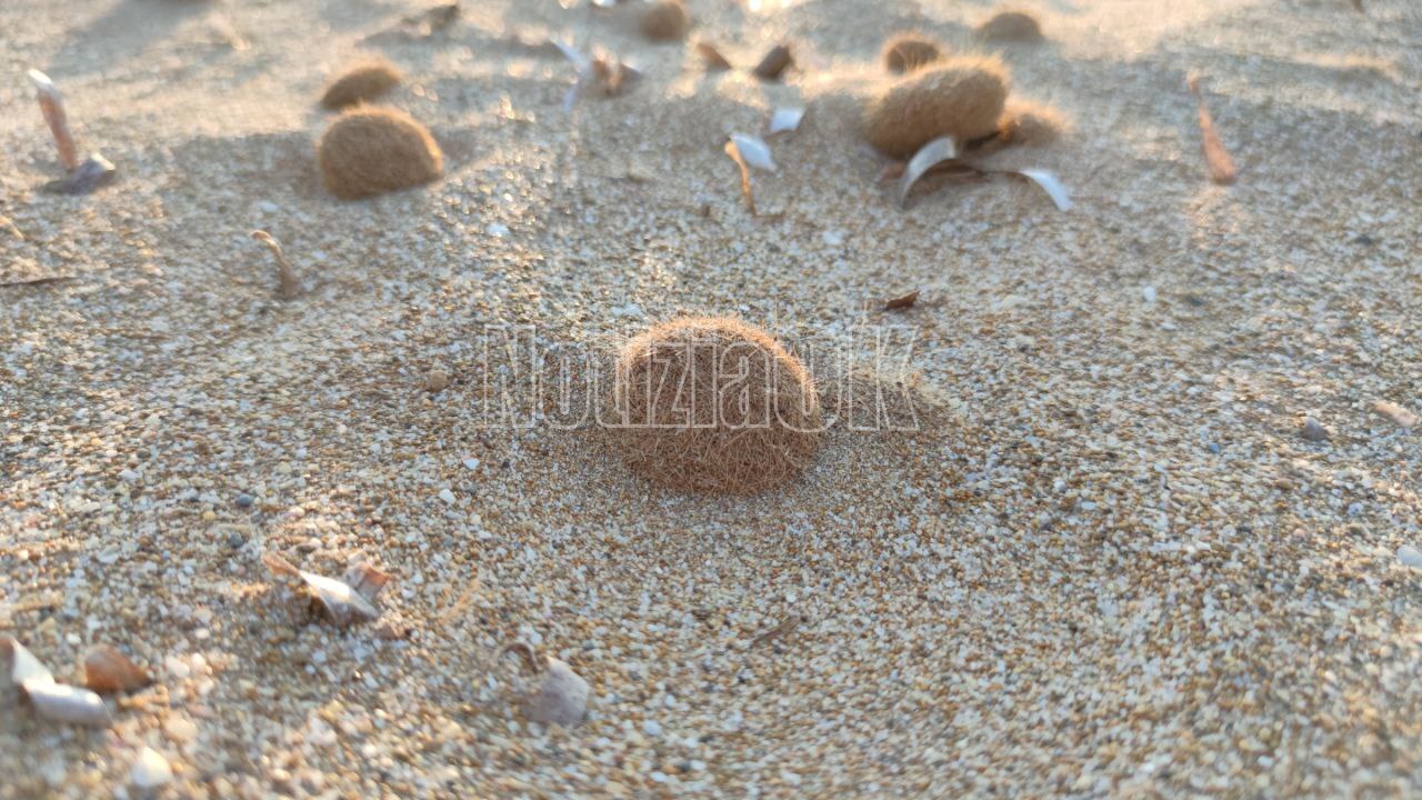 Pulizia Straordinaria della Spiaggia: Intervento del Comune di Melissa  - Spiaggia - Sabbia - Mare (Redazione)
