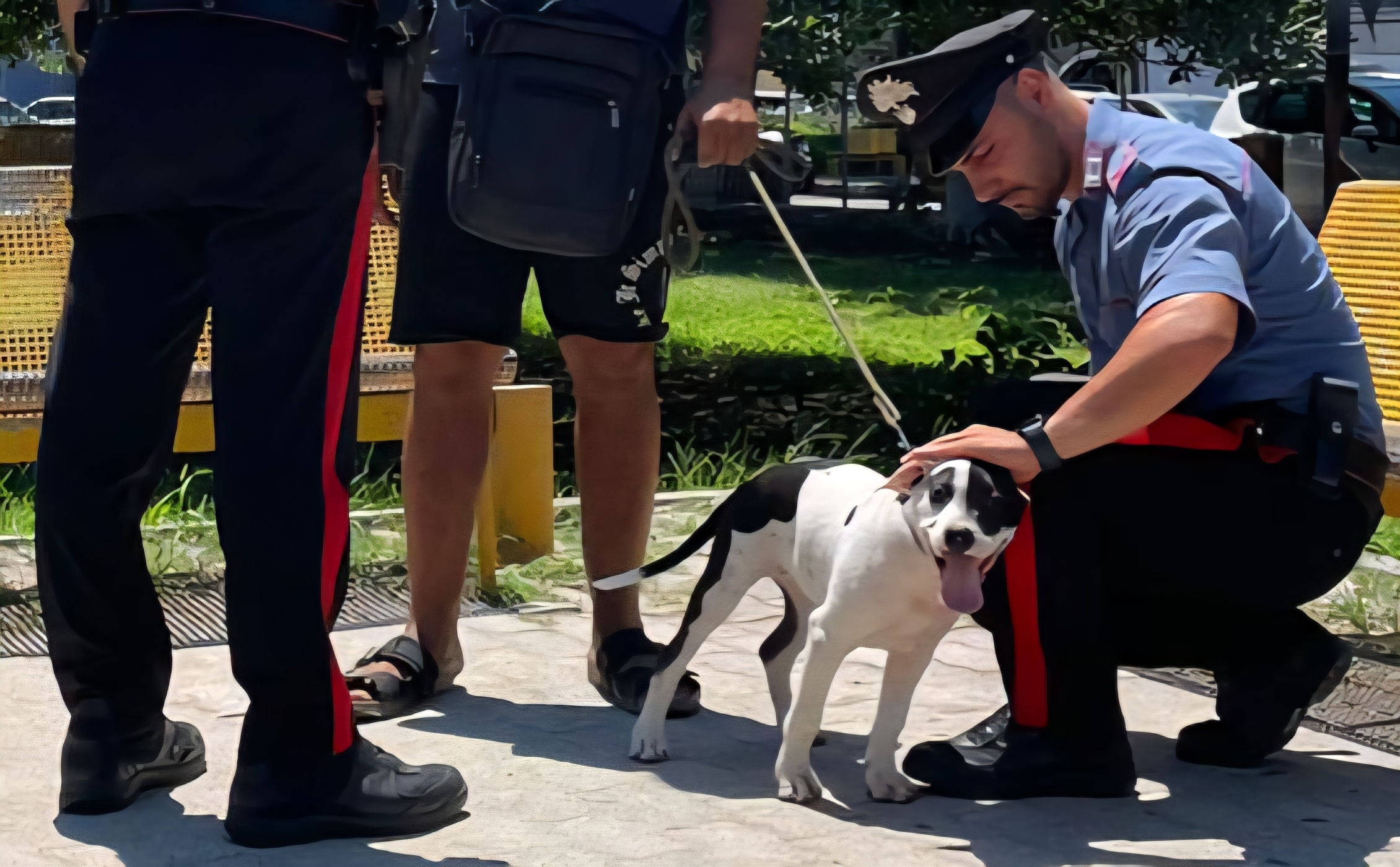 Soverato - Ruba un cane e chiede un riscatto: arrestato 35enne sul lungomare  - 