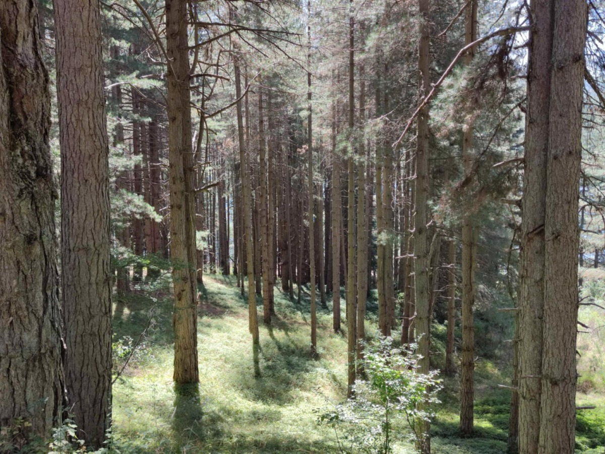 “Sotto i cieli del Parco” – XVII edizione: un viaggio nel cuore della Sila, tra scienza, natura e cultura - 