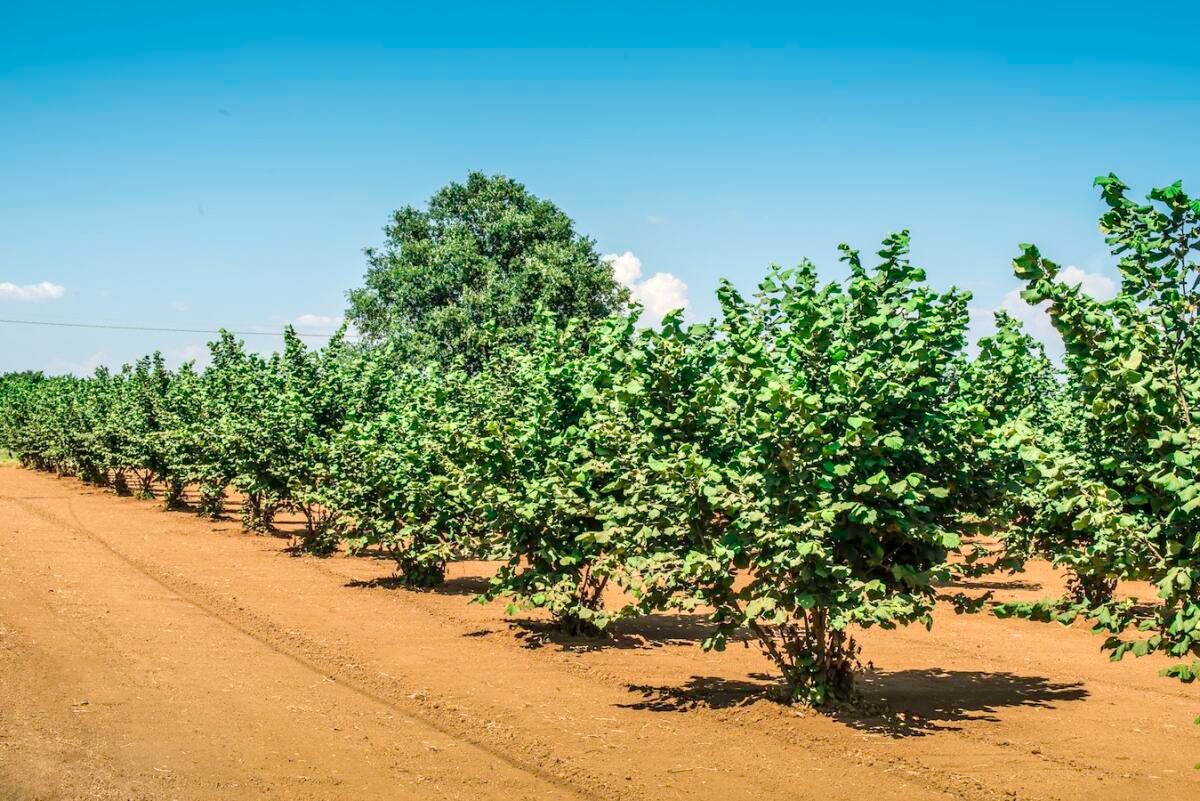 Le Fattorie Sociali calabresi: pn progetto innovativo per rafforzare il legame tra agricoltura, coesione sociale e salute pubblica  - 