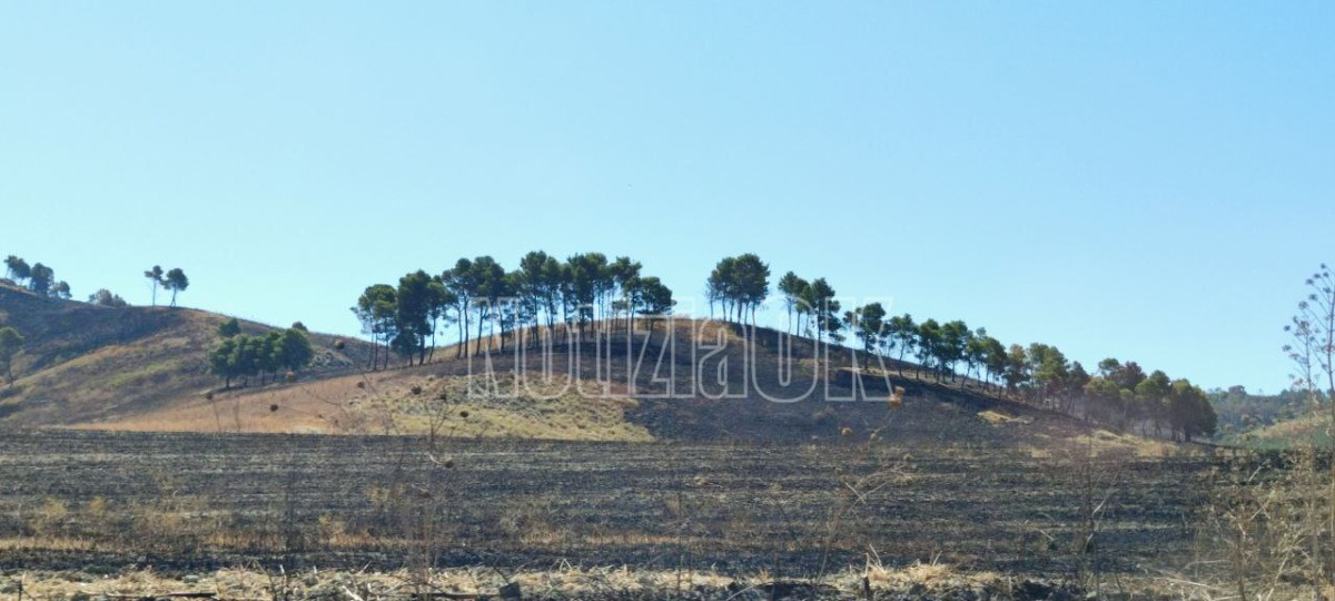 Crotone, emergenza incendi: un pezzo alla volta scompare un polmone verde - 