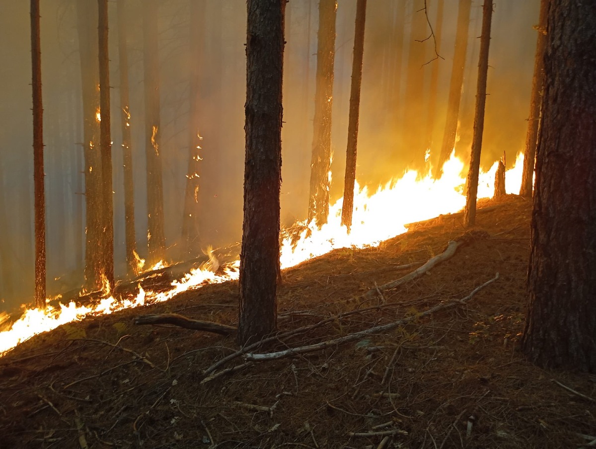 Incendio sulla Sila: intervento tempestivo e lavoro di squadra per fermare le fiamme - 